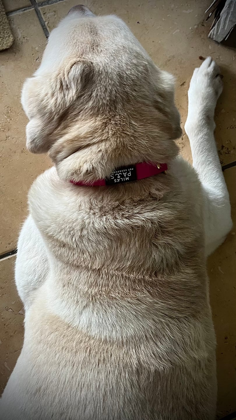Customer photo review of Waterproof Dog Collar