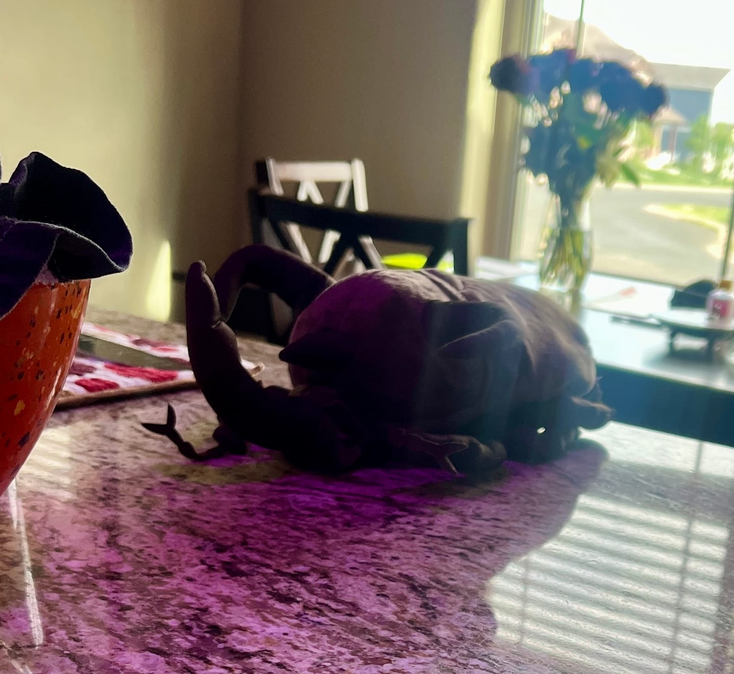 Customer photo review of Atlas Beetle Soft Stuffed Plush Toy