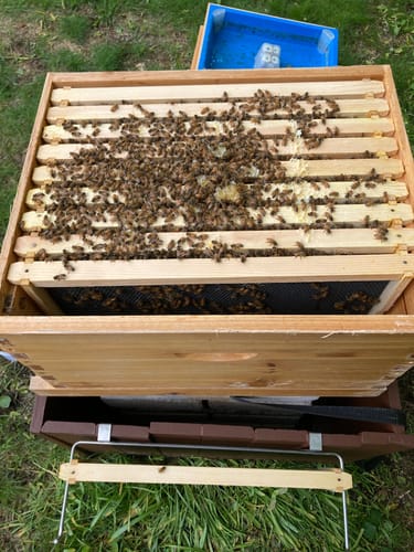 Customer photo review of BeeCastle Hives 10 Frame Cedar Wood Hives Wax Coated Unassembled Deep Brood Bee Boxes With Pine Wooden Frames and Beeswax Plastic Foundation