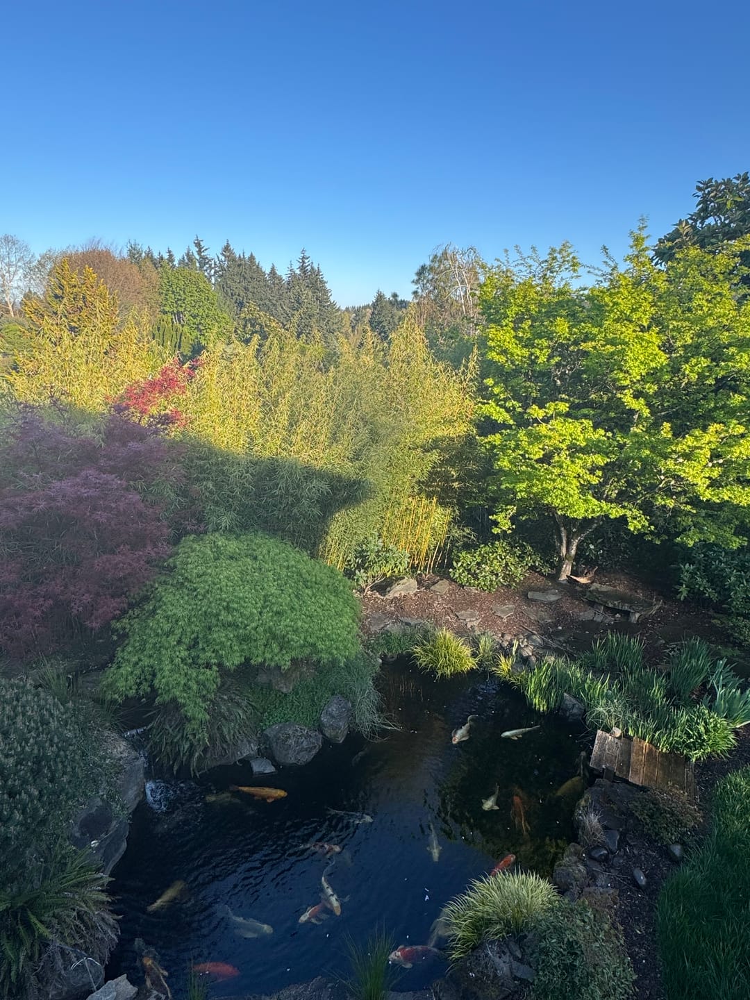 Customer photo review of Pond Sieve Bottom Drain and Pondless Pre-Filter - HydroSieve™
