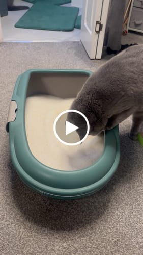 Customer video review of 3 Month Supply - 2 Cats