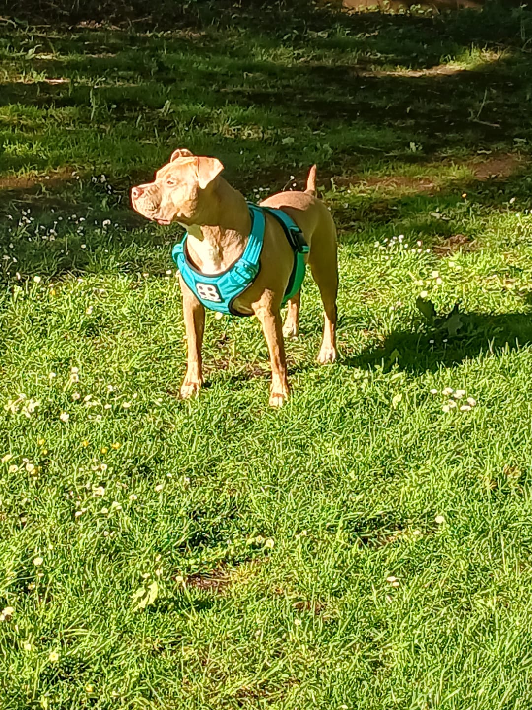 Customer photo review of Comfort Premium Harness | Non Restrictive - Turquoise