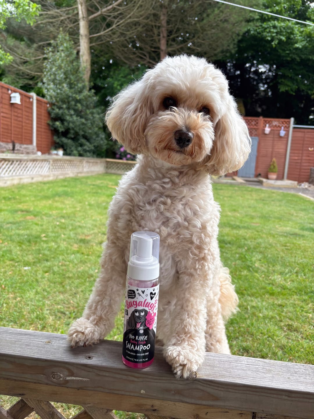 Customer photo review of No Rinse Baby Fresh Dog Shampoo