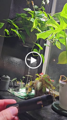 Customer video review of FVKD LIQUID DIAMONDS DISPOSABLE | 3.5G*