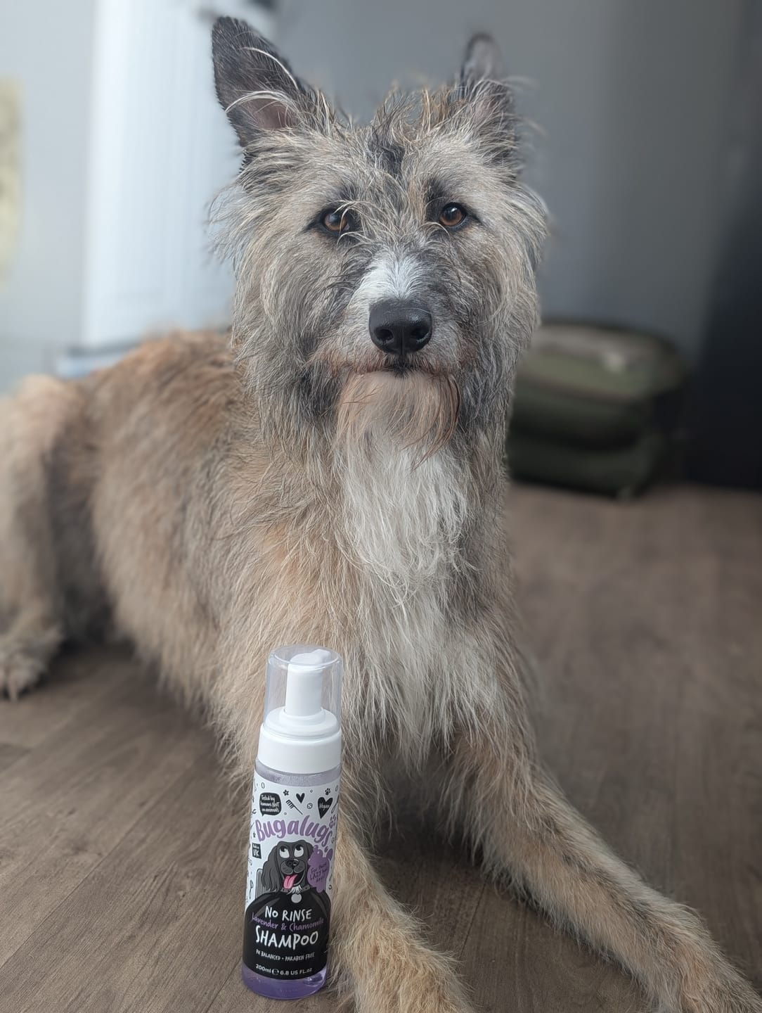 Customer photo review of No Rinse Lavender & Chamomile Dog Shampoo