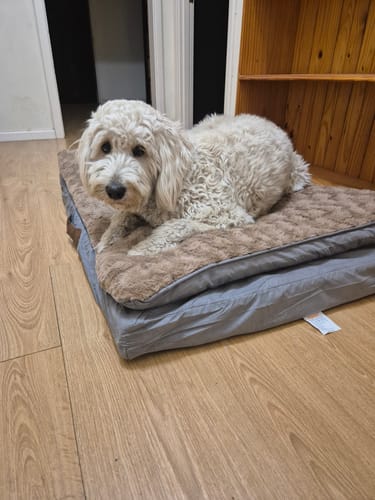 Customer photo review of Pawz Dog Memory Foam Mattress