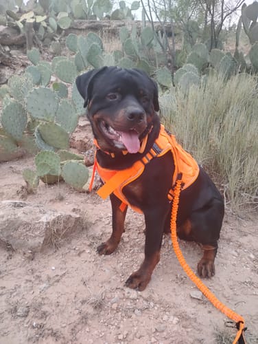 Customer photo review of NEW Upgraded Tactical No-Pull Team K9™ Dog Harness with 4 Quick-Release Metal Buckles, Reinforced Front & Back D-Rings, Hook & Loop Panels, Adjustable Straps, Reflective Strips, & Top Handle