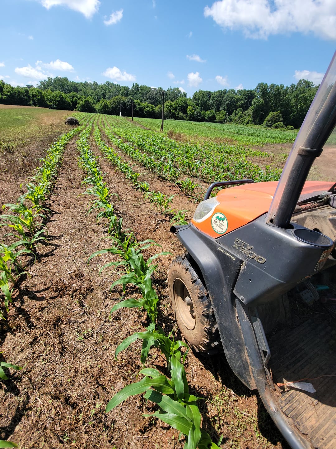 Customer photo review of Quick Trip Attribute II Sweet Corn (Roundup Ready)