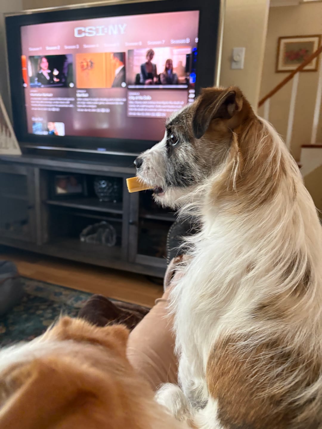 Customer photo review of Himalayan Yak Chew (SMALL)