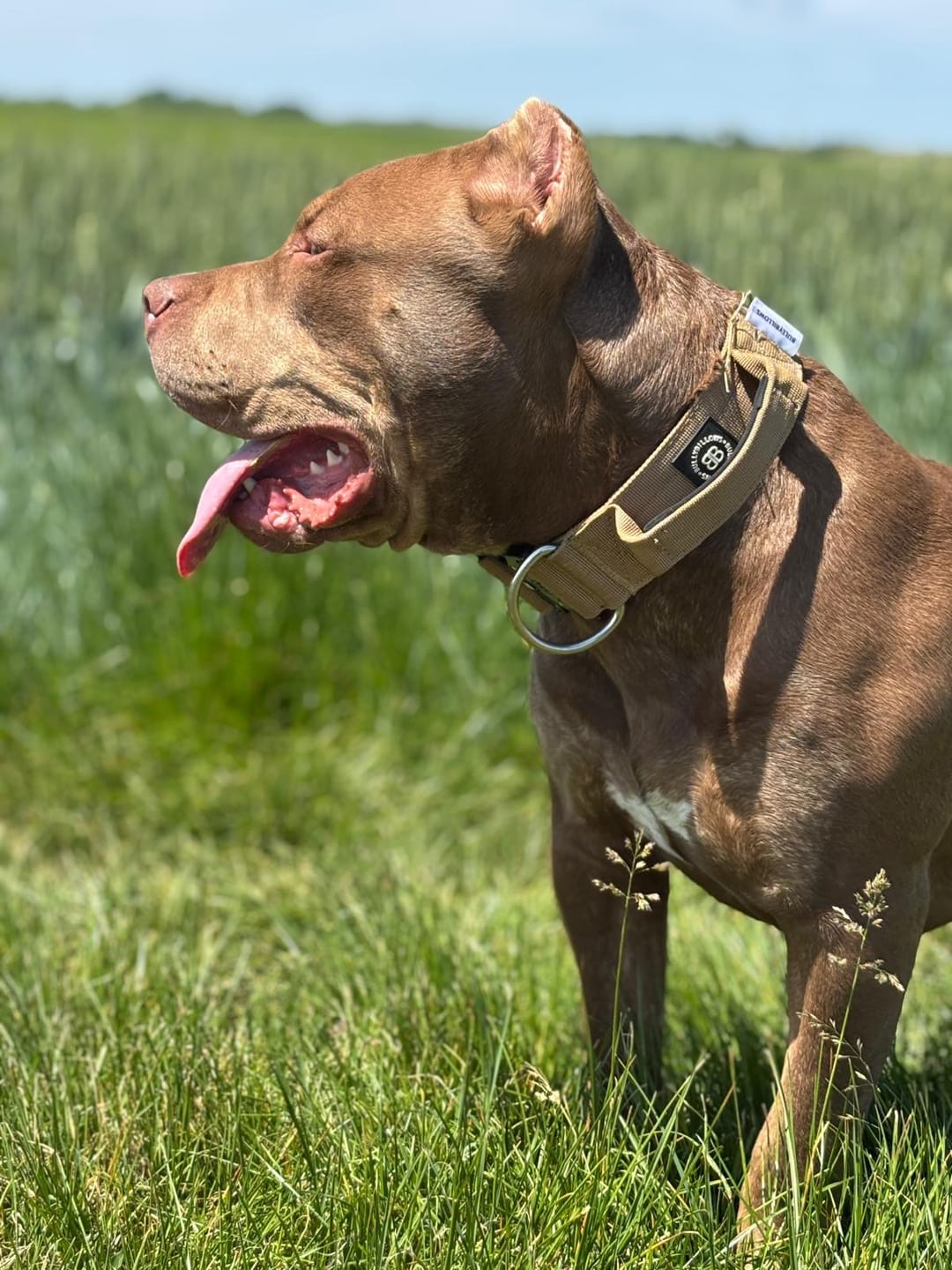 Customer photo review of 5cm Combat® Collar | With Handle & Secure Clip - Tan