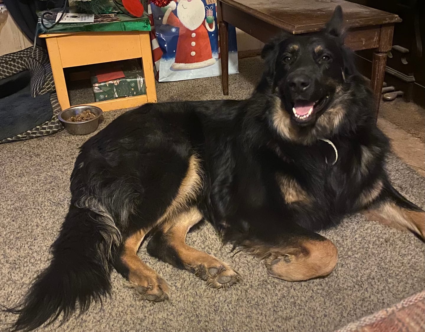 Customer photo review of BUY 3 BAGS & SAVE iHeartDogs Allergy & Itch Relief Chews for Dogs