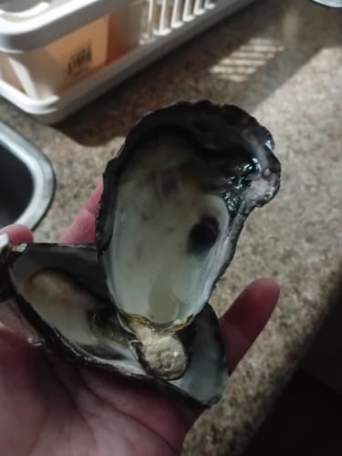 Customer photo review of Fresh Medium Half Shell Oysters - 6 pieces **FREE GIFT**