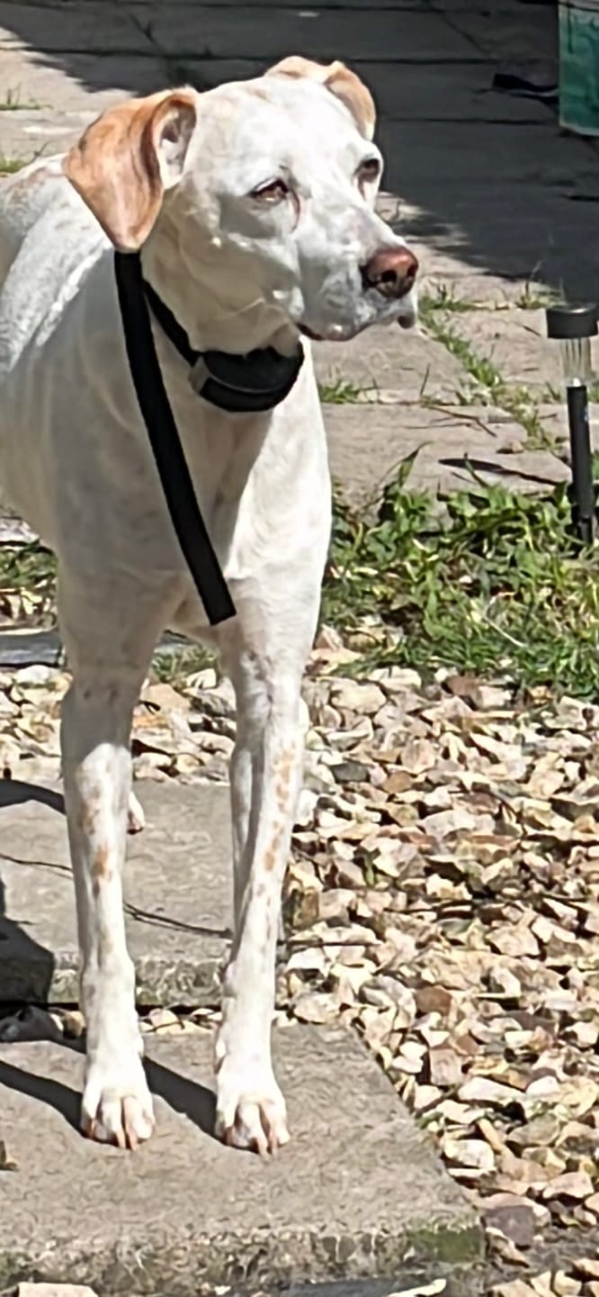 Customer photo review of Anti Bark Training Collar
