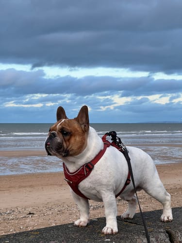 Customer photo review of Kimono Happi Homme Bambou & Dragon