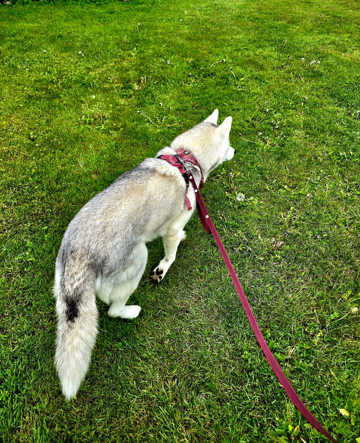 Customer photo review of Antislip Guard Leash Burgundy - Starkt antiglid väktarkoppel