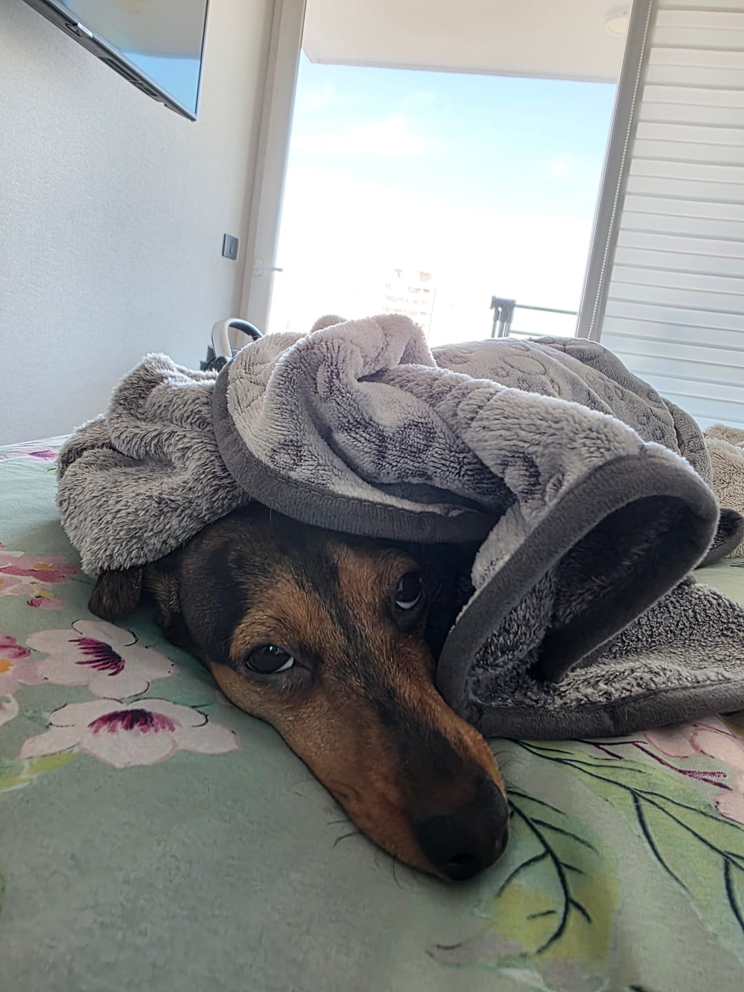 Customer photo review of Manta The Dogs: Para Regalonear