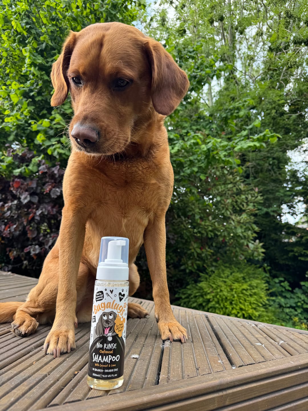 Customer photo review of No Rinse Oatmeal Dog Shampoo with Coconut & Lime
