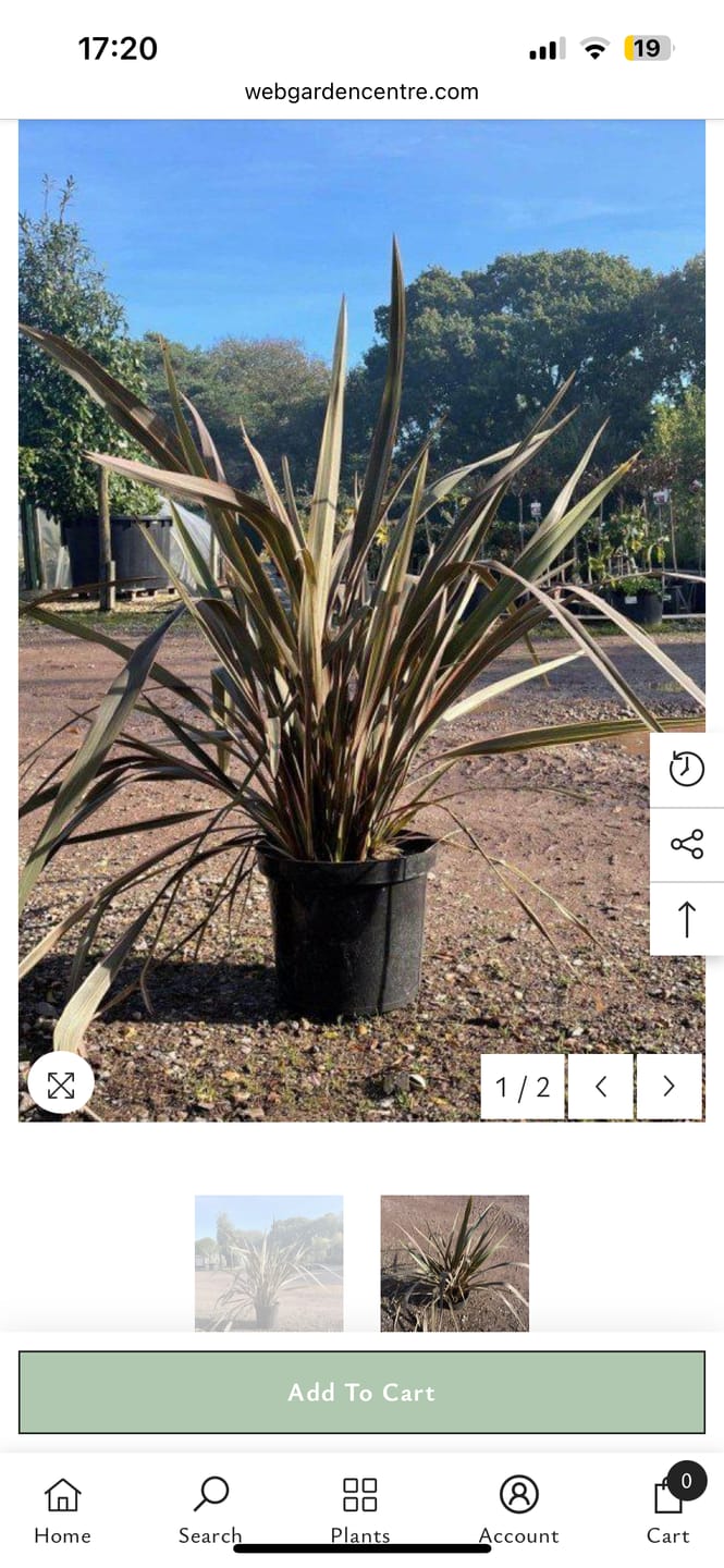 Customer photo review of Phormium Tenax Sundowner 60cm 10L