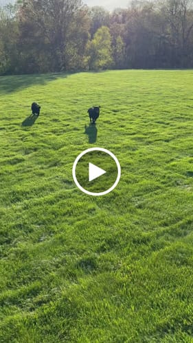 Customer video review of Buddy Guard + Omega Love+