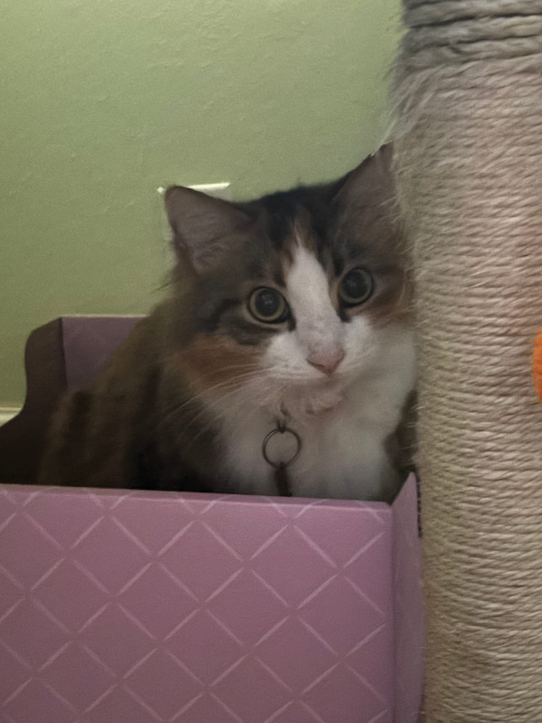 Customer photo review of Hide & Scratch Extra-Large Cat Scratcher Box