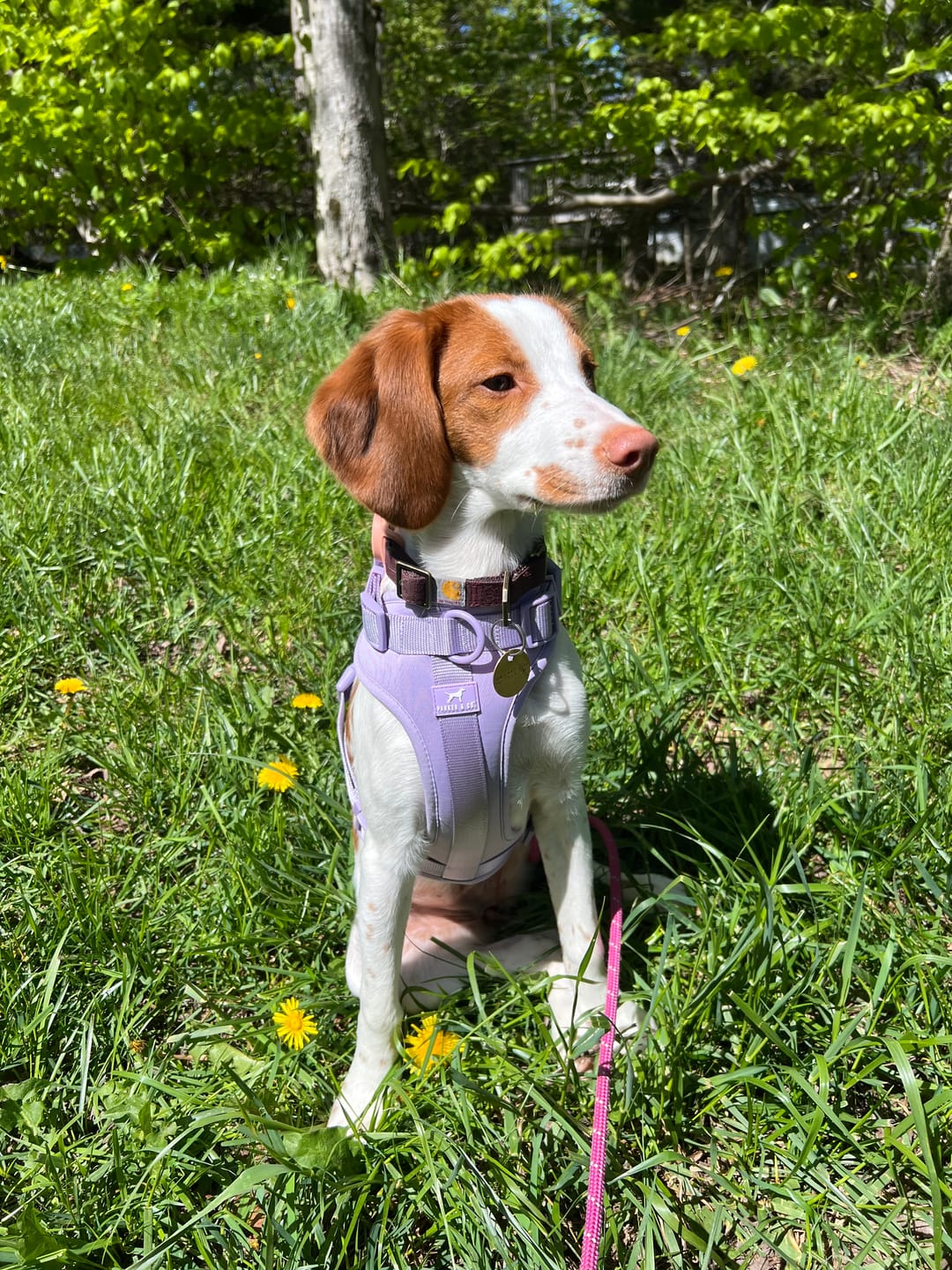 Customer photo review of Solace Adjustable Dog Harness