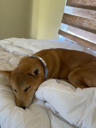 Customer photo review of Collar de Identificación Personalizado Azul Cielo