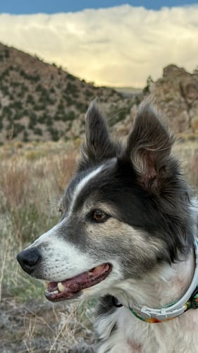 Customer photo review of The Tropics Buckle Collar