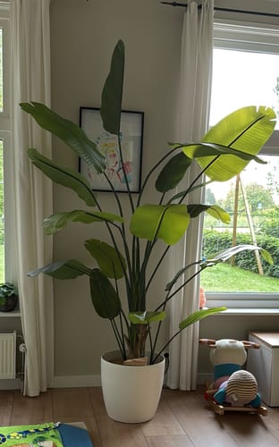 Customer photo review of Strelitzia Kunstplant 210cm