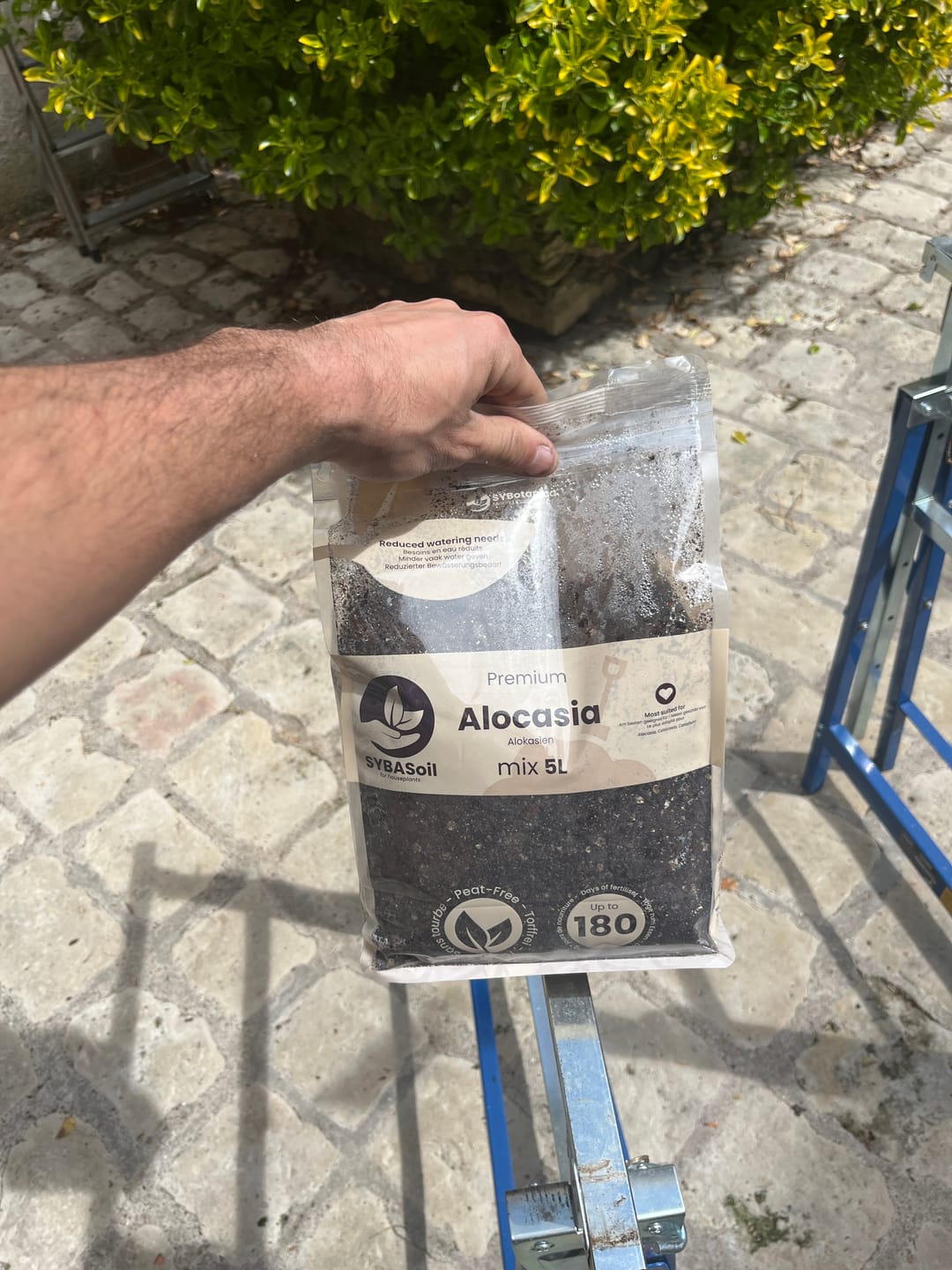 Customer photo review of Alocasia Mix