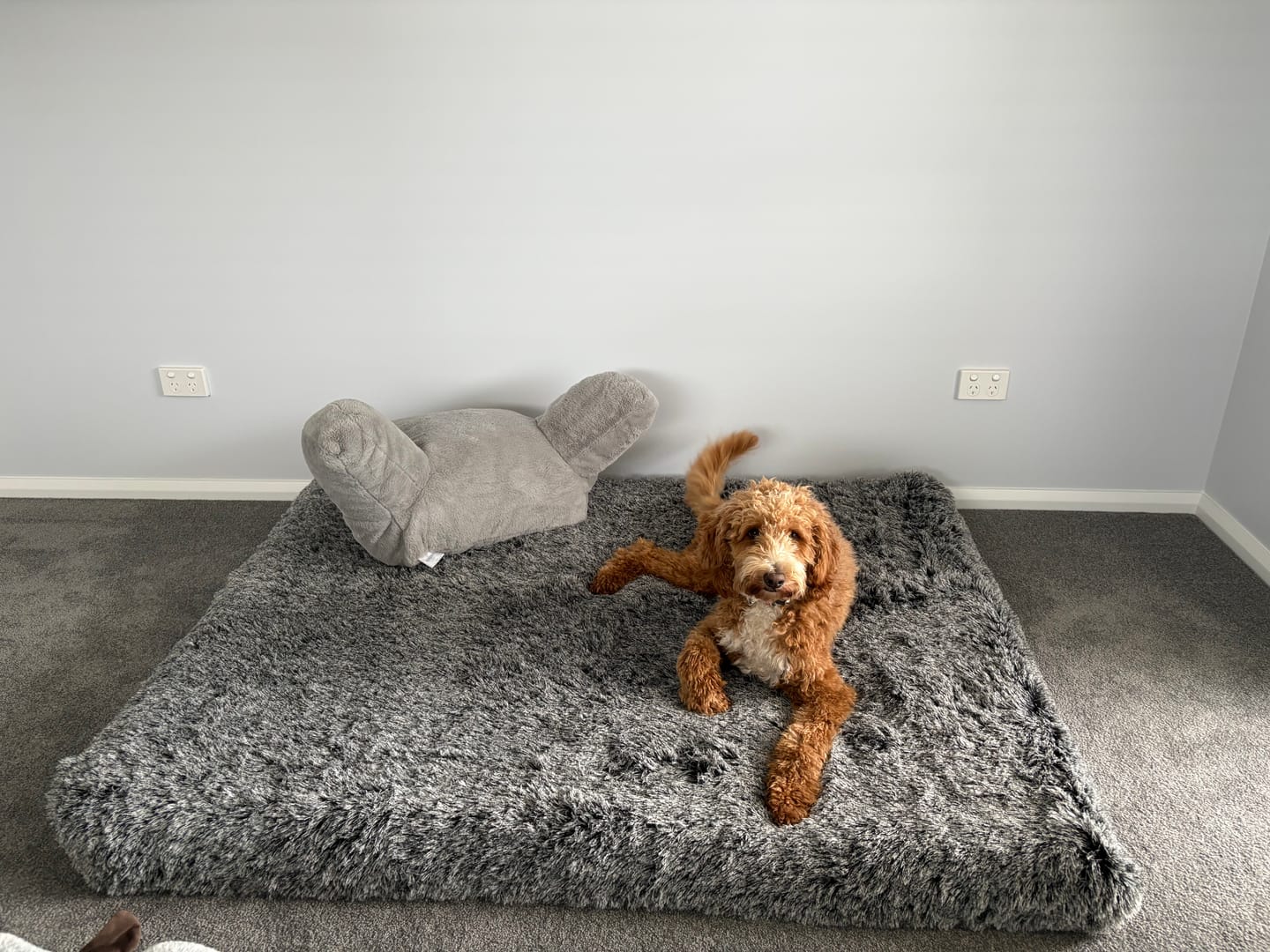 Customer photo review of PaWz Premium SuperMat Calming Bed Memory Foam Dog Mat