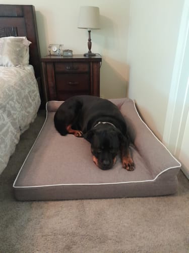 Customer photo review of Pawz Orthopedic Pet Bed Memory Foam With Cooling Gel