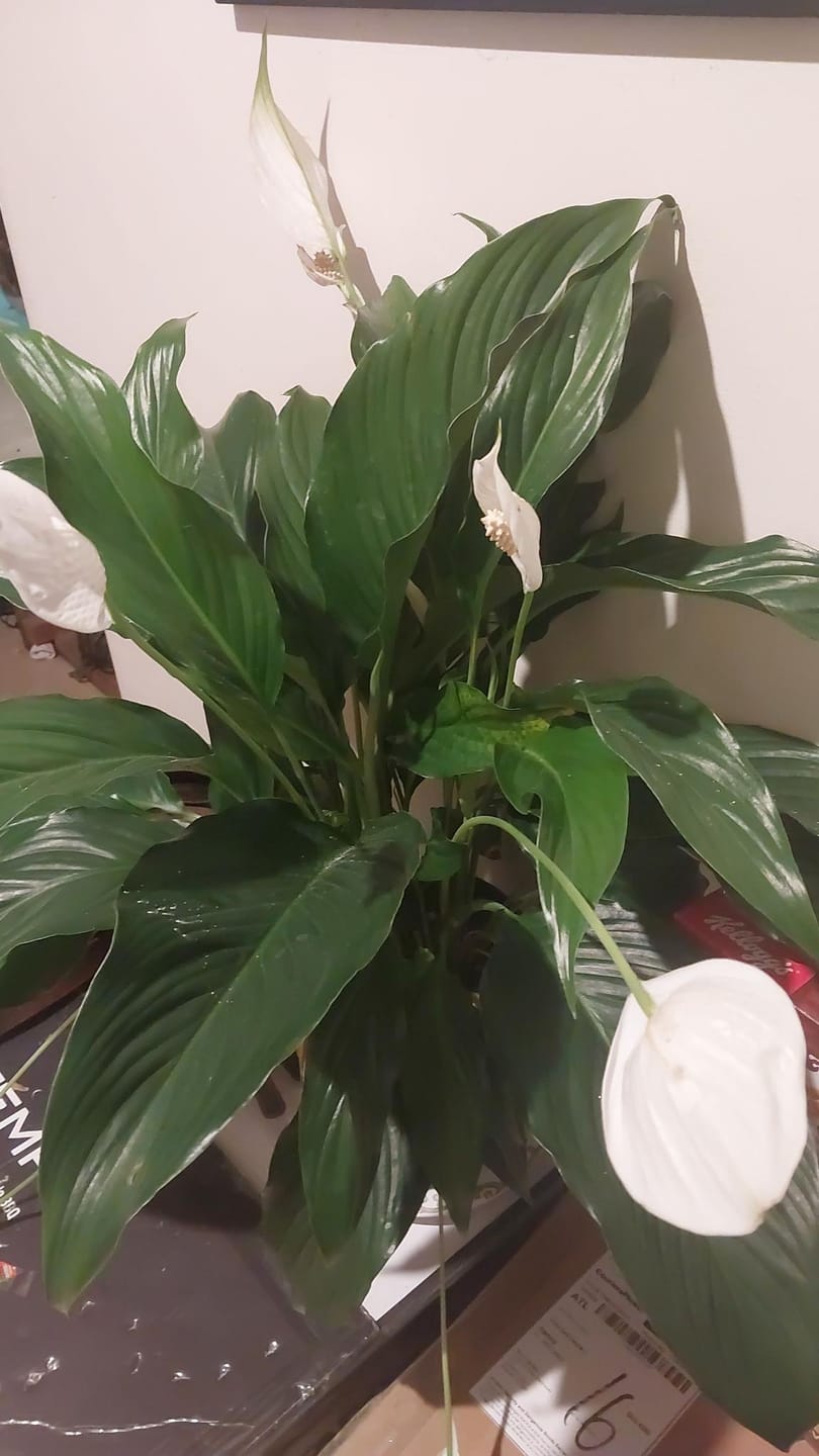 Customer photo review of Sensation Peace Lily - Spathiphyllum 'Sensation'