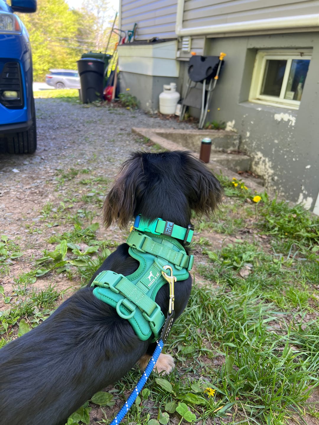 Customer photo review of Solace Adjustable Dog Harness