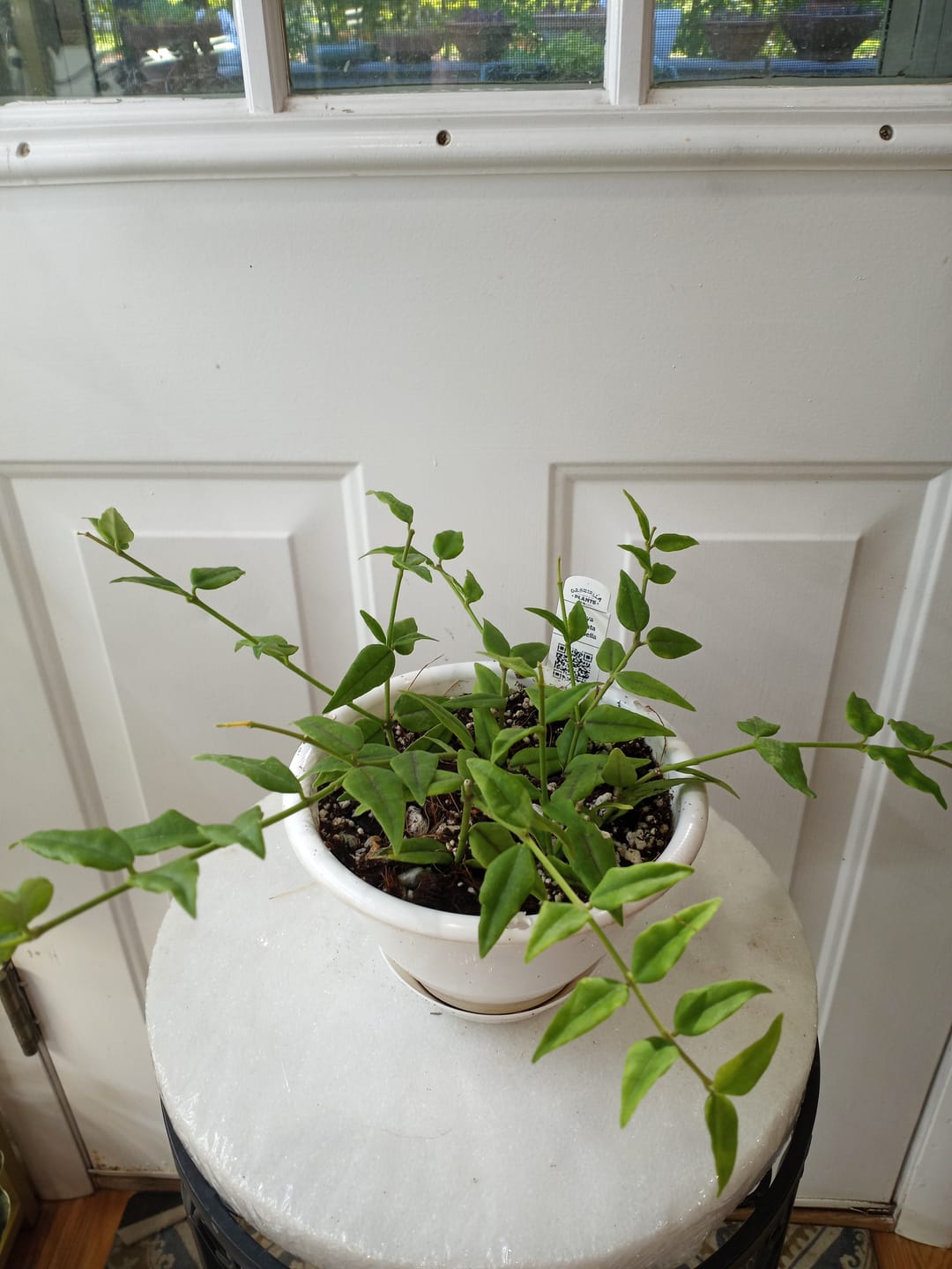 Customer photo review of Hoya lanceolata subsp. bella