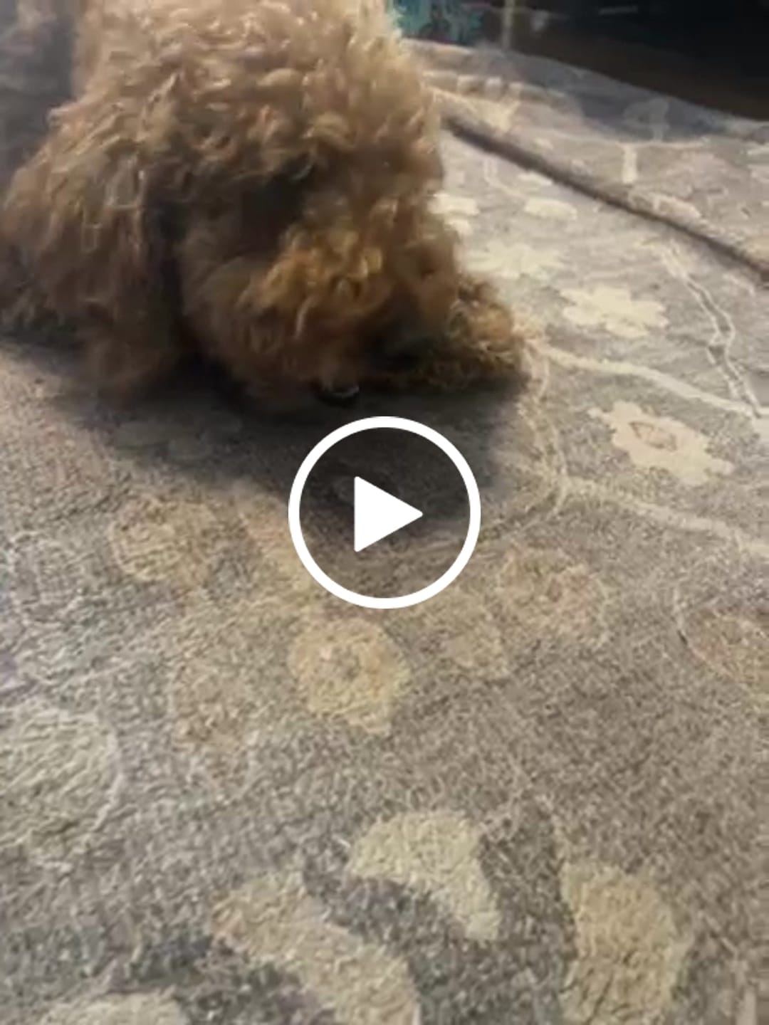 Customer video review of Regular Bully Sticks