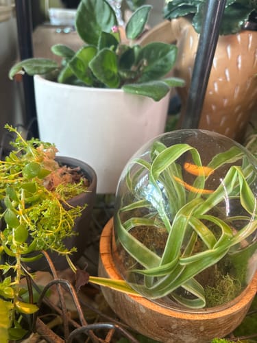 Customer photo review of Plant Food