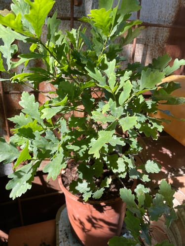 Customer photo review of DOPED PACK CB®