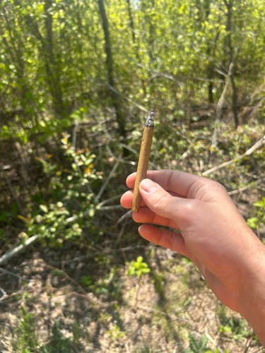 Customer photo review of Blunts Caviar Sauce Truffleatti Sativa Torch THC-A Infused Pre Rolls 4.4g 2 Count