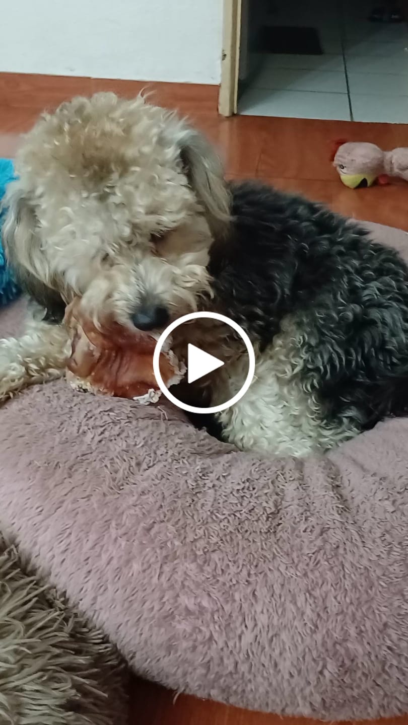 Customer video review of Hígado de vacuno