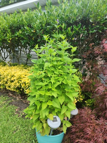 Customer photo review of Hyssop (Anise)