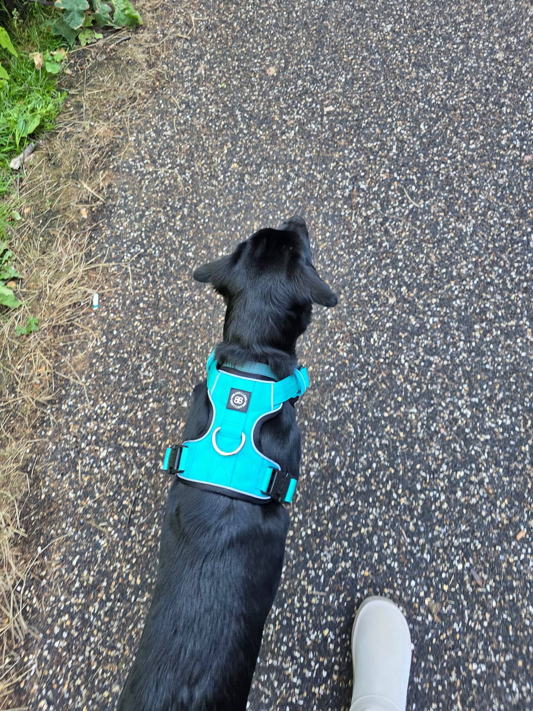 Customer photo review of Comfort Premium Harness | Non Restrictive - Turquoise