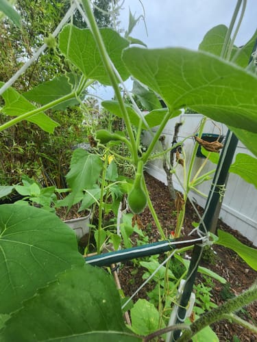 Customer photo review of Birdhouse Gourd / Bottle Gourd
