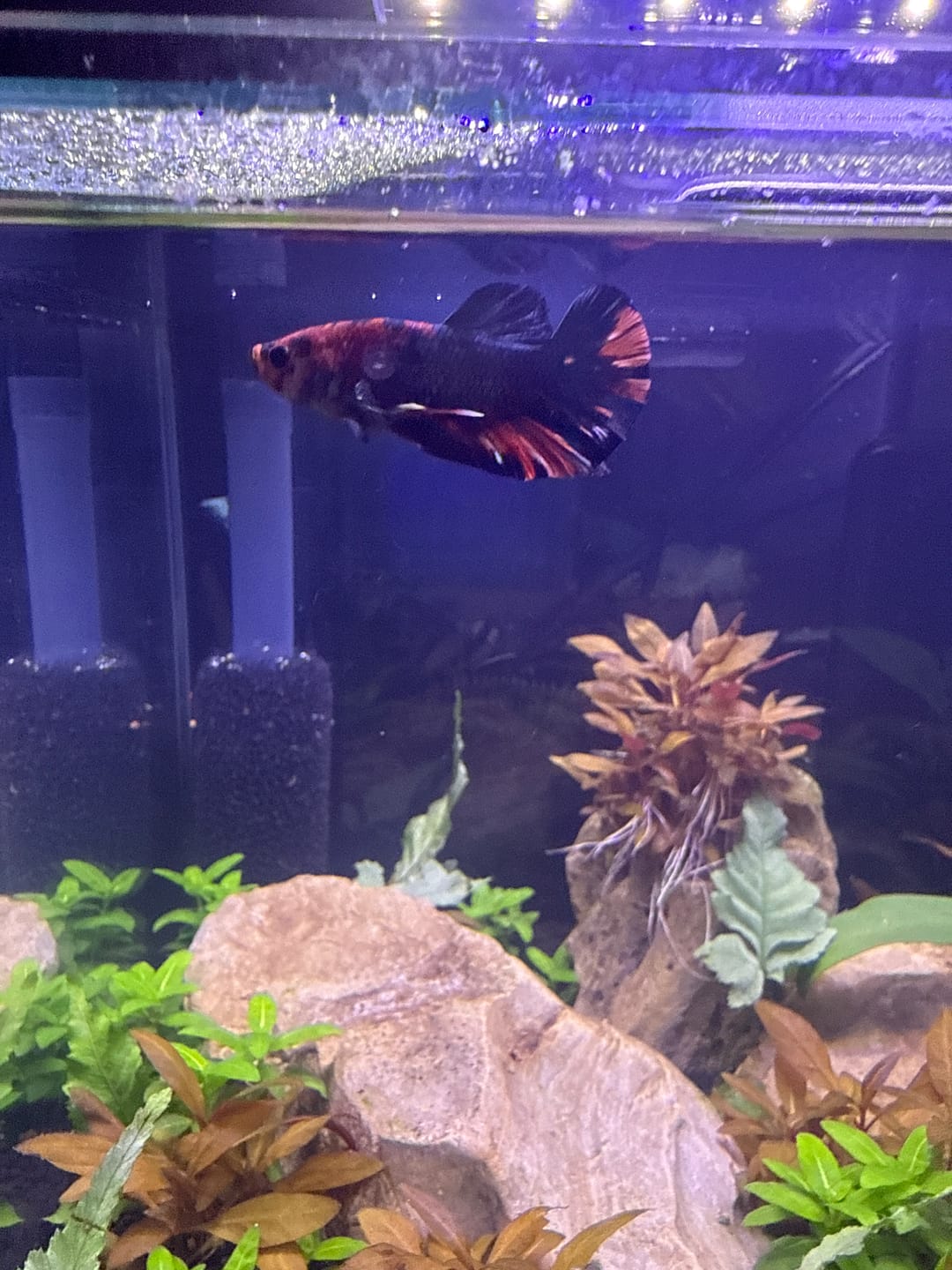 Customer photo review of Multicolor Metallic Plakat Male Betta Fish | High Grade | Mystery Betta