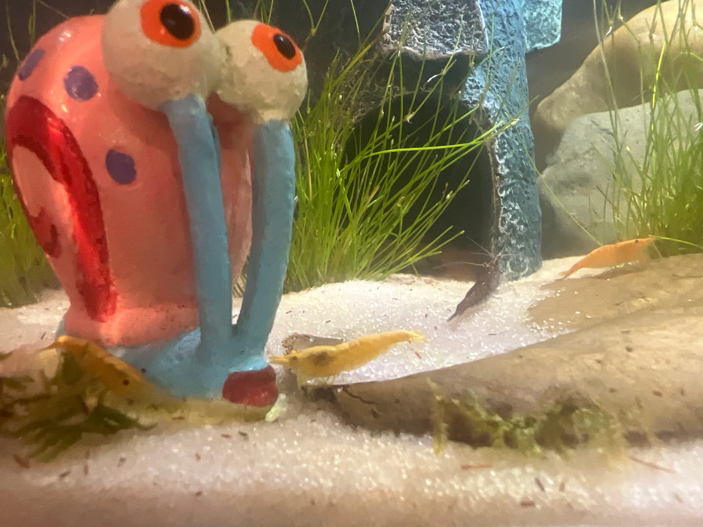 Customer photo review of Neon Yellow Shrimp "NEW"