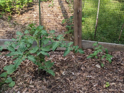 Customer photo review of Italian Roma Bush Tomato Seeds