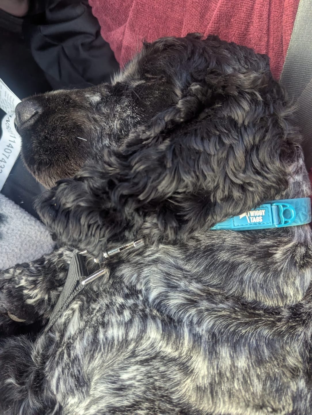 Customer photo review of Tidal Waterproof Collar