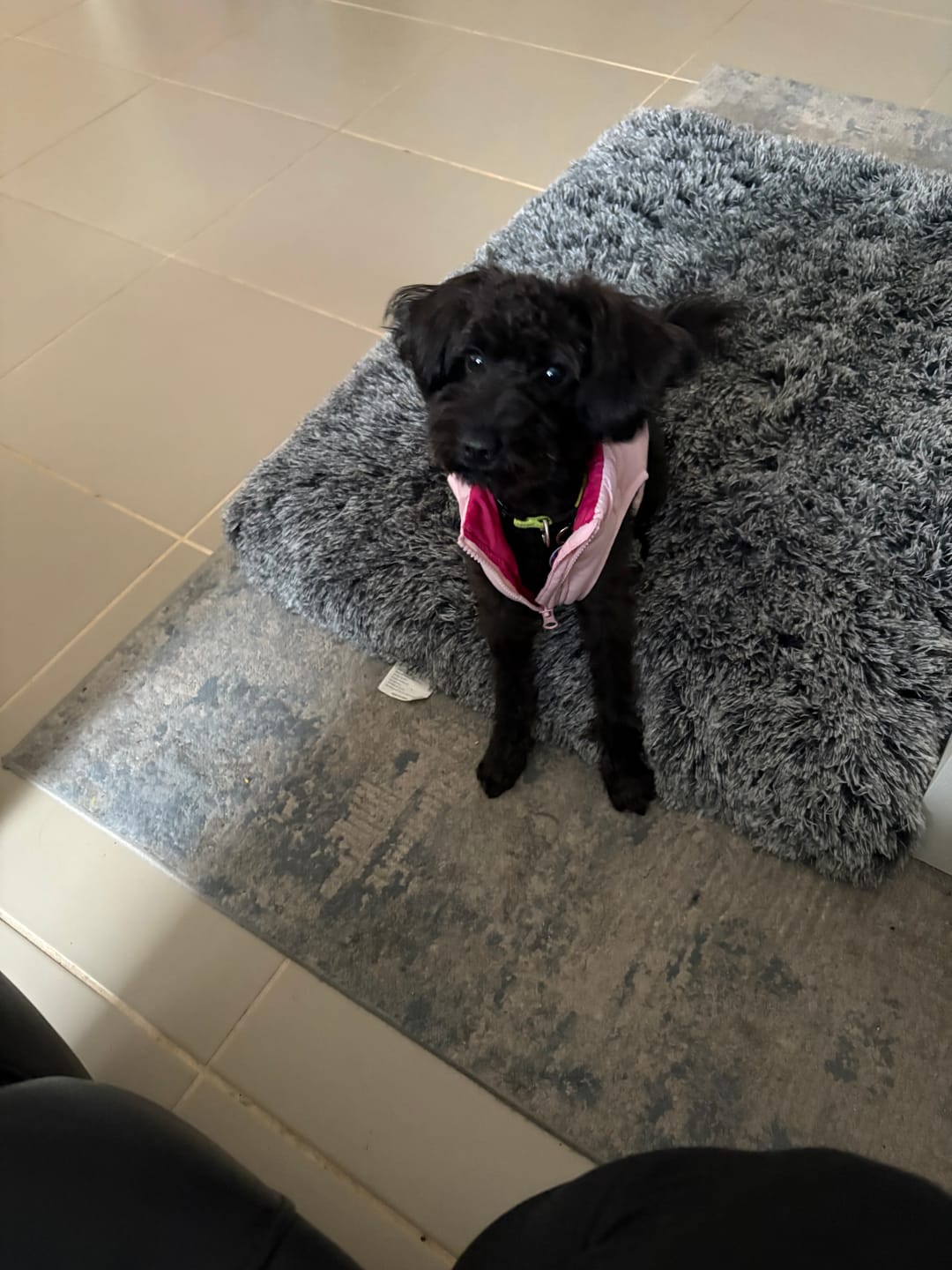 Customer photo review of PaWz Premium SuperMat Calming Bed Memory Foam Dog Mat