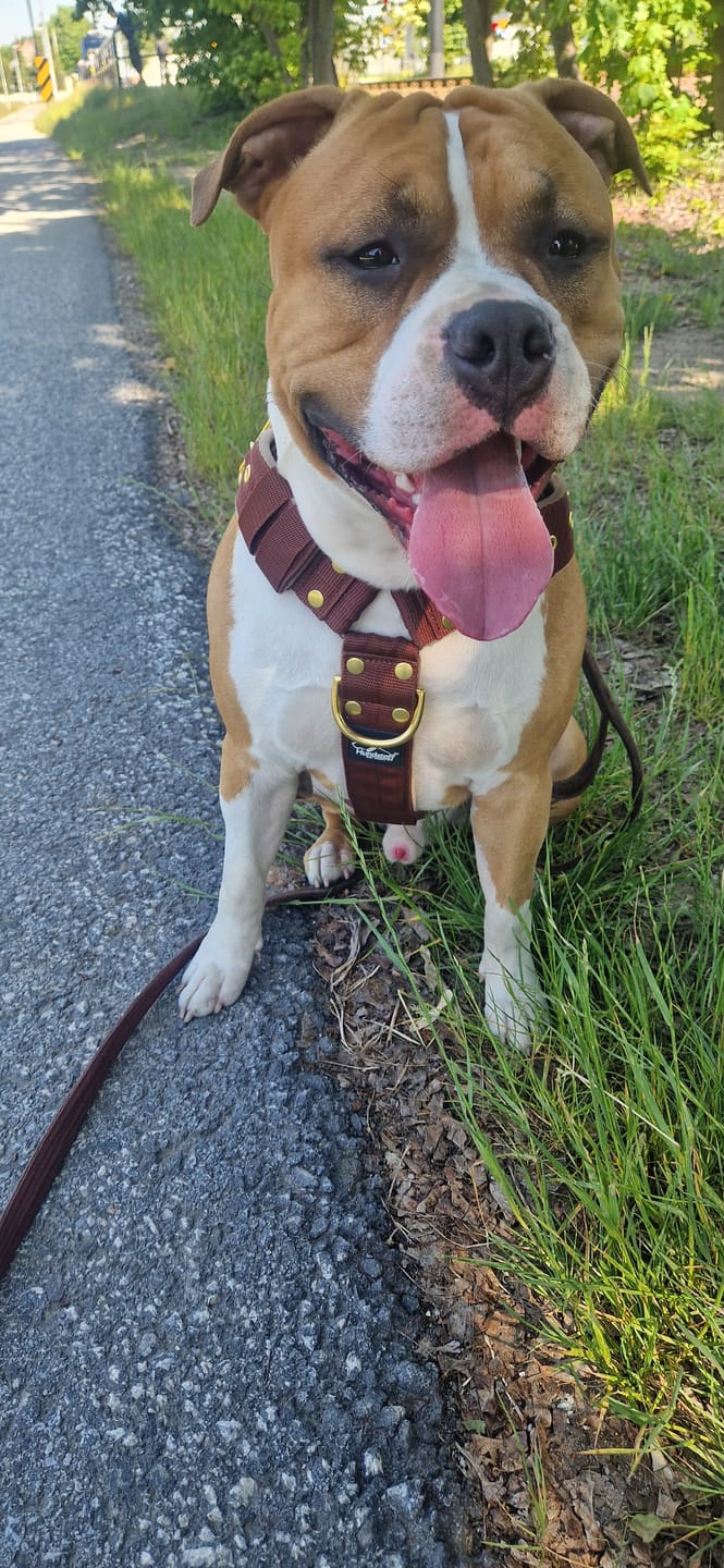 Customer photo review of Szelki dla psa typu guard z imieniem - Personal Harness
