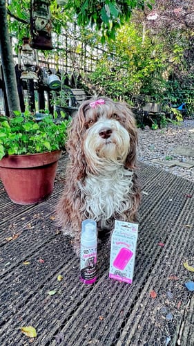 Customer photo review of No Rinse Baby Fresh Dog Shampoo