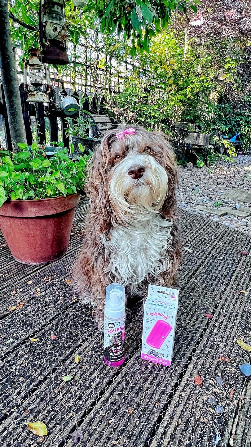 Customer photo review of No Rinse Baby Fresh Dog Shampoo